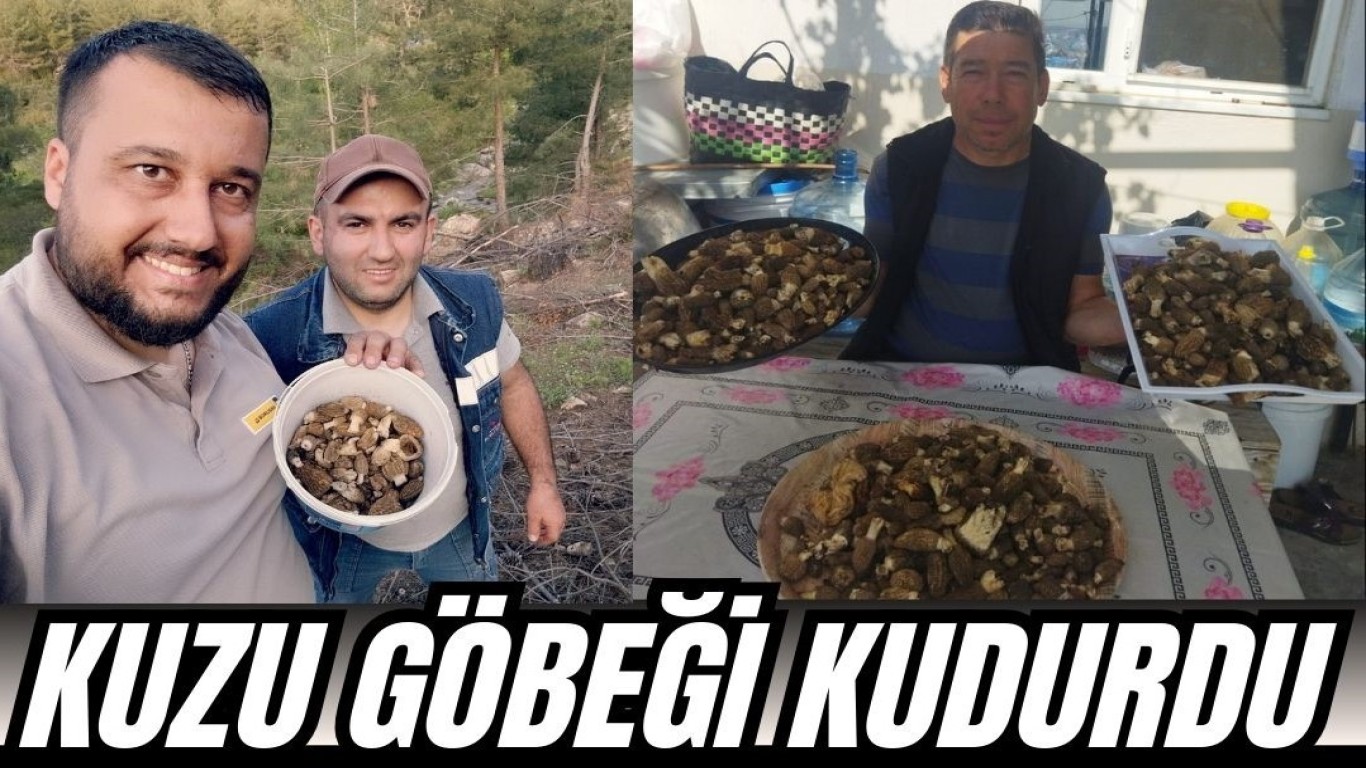 ÇİNE'DE KUZU GÖBEĞİ KUDURDU